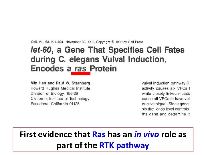 First evidence that Ras has an in vivo role as part of the RTK