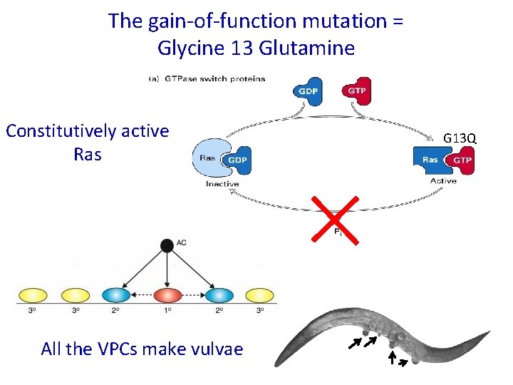 The gain-of-function mutation = Glycine 13 Glutamine Constitutively active Ras All the VPCs make