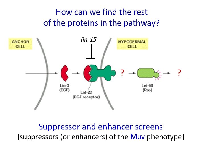 How can we find the rest of the proteins in the pathway? lin-15 Other