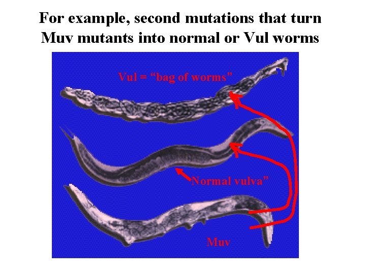 For example, second mutations that turn Muv mutants into normal or Vul worms Vul