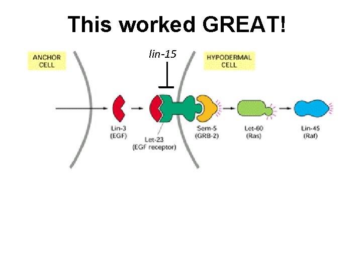 This worked GREAT! lin-15 