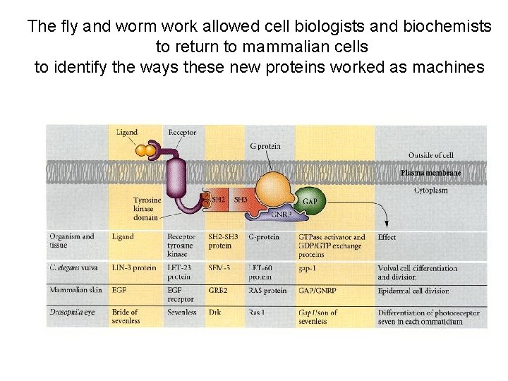 The fly and worm work allowed cell biologists and biochemists to return to mammalian