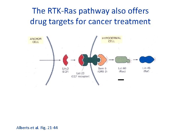 The RTK-Ras pathway also offers drug targets for cancer treatment Alberts et al. Fig.