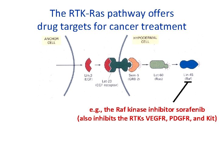 The RTK-Ras pathway offers drug targets for cancer treatment e. g. , the Raf