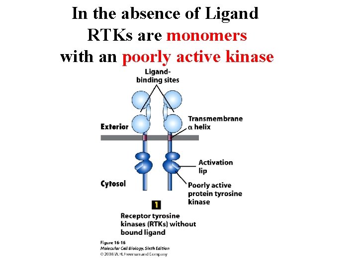 In the absence of Ligand RTKs are monomers with an poorly active kinase 