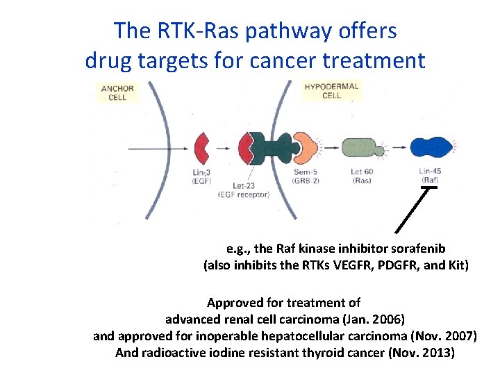 The RTK-Ras pathway offers drug targets for cancer treatment e. g. , the Raf