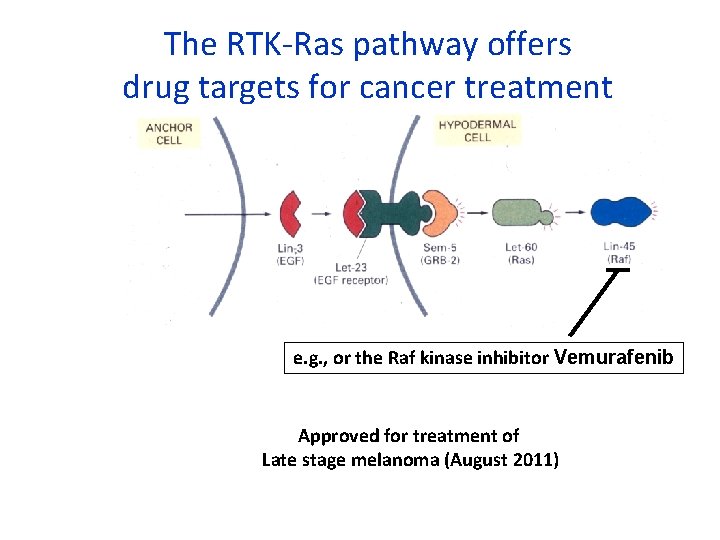 The RTK-Ras pathway offers drug targets for cancer treatment e. g. , or the