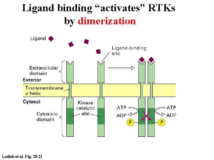 Ligand binding “activates” RTKs by dimerization Lodish et al. Fig. 20 -21 