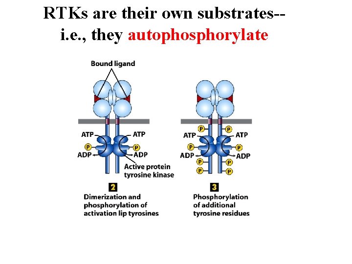 RTKs are their own substrates-i. e. , they autophosphorylate 