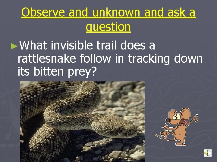 Observe and unknown and ask a question ►What invisible trail does a rattlesnake follow