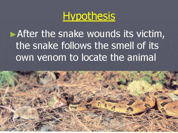 Hypothesis ►After the snake wounds its victim, the snake follows the smell of its