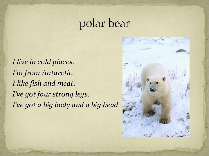 polar bear I live in cold places. I‘m from Antarctic. I like fish and
