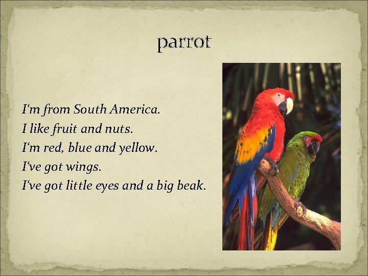 parrot I‘m from South America. I like fruit and nuts. I‘m red, blue and