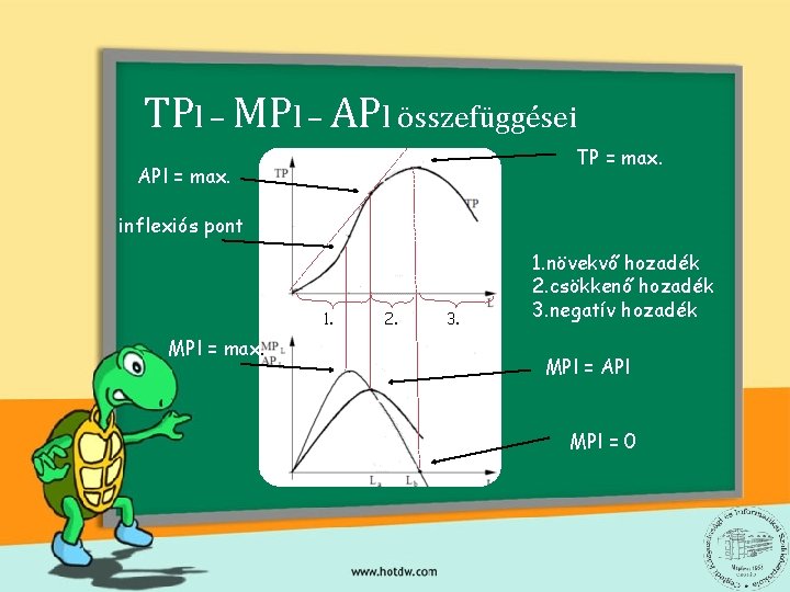 TPl – MPl – APl összefüggései TP = max. APl = max. inflexiós pont