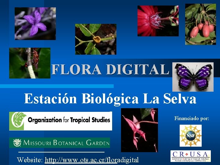 FLORA DIGITAL Estación Biológica La Selva Financiado por: Website: http: //www. ots. ac. cr/floradigital