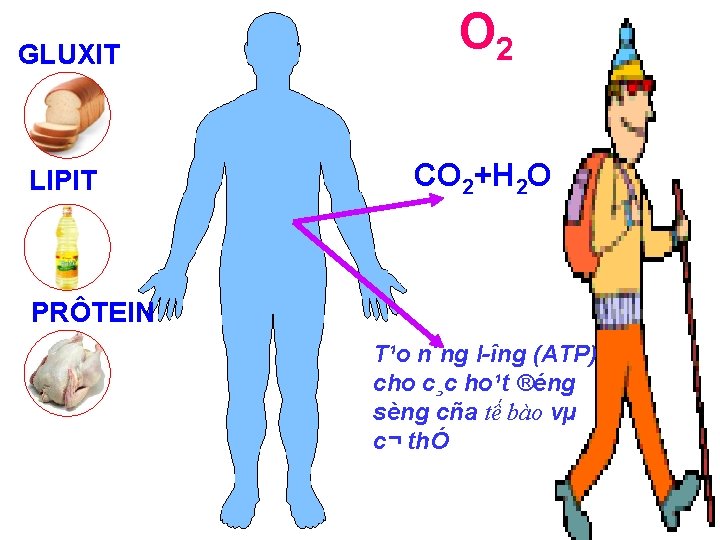 GLUXIT O 2 LIPIT CO 2+H 2 O PRÔTEIN T¹o n¨ng l îng (ATP)