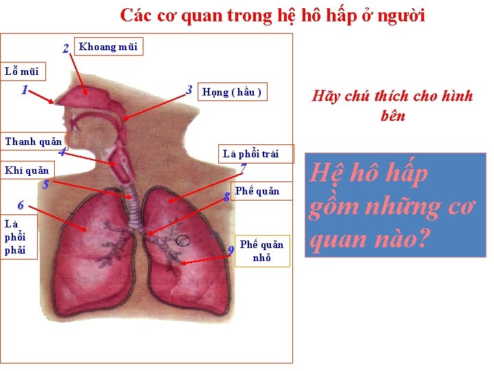 Các cơ quan trong hệ hô hấp ở người 2 Khoang mũi Lỗ mũi
