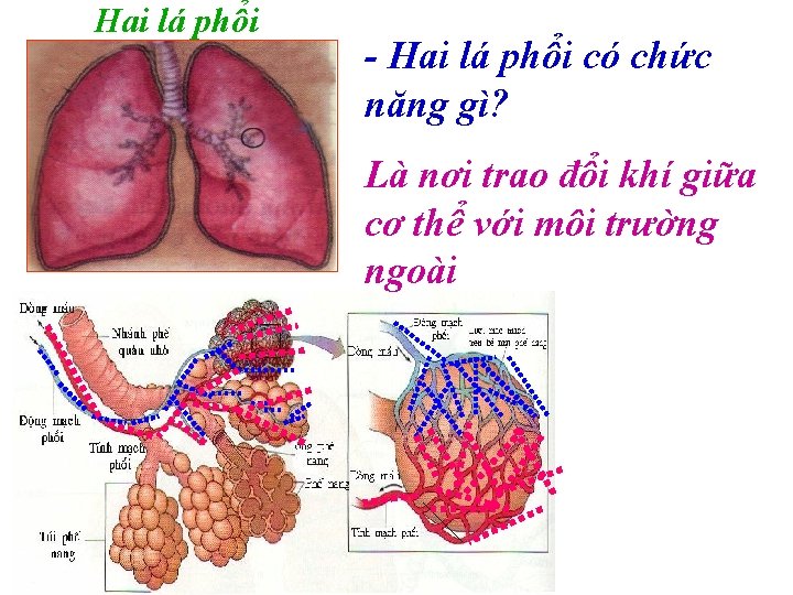 Hai lá phổi - Hai lá phổi có chức năng gì? Là nơi trao