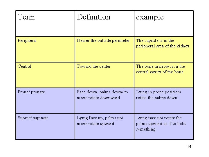 Term Definition example Peripheral Nearer the outside perimeter The capsule is in the peripheral