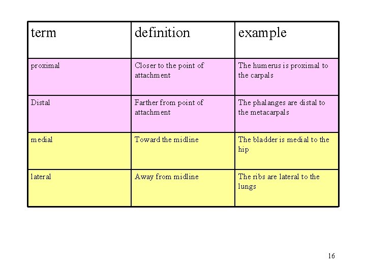 term definition example proximal Closer to the point of attachment The humerus is proximal