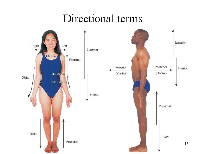 Directional terms 18 
