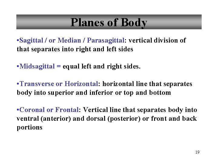 Planes of Body • Sagittal / or Median / Parasagittal: vertical division of that