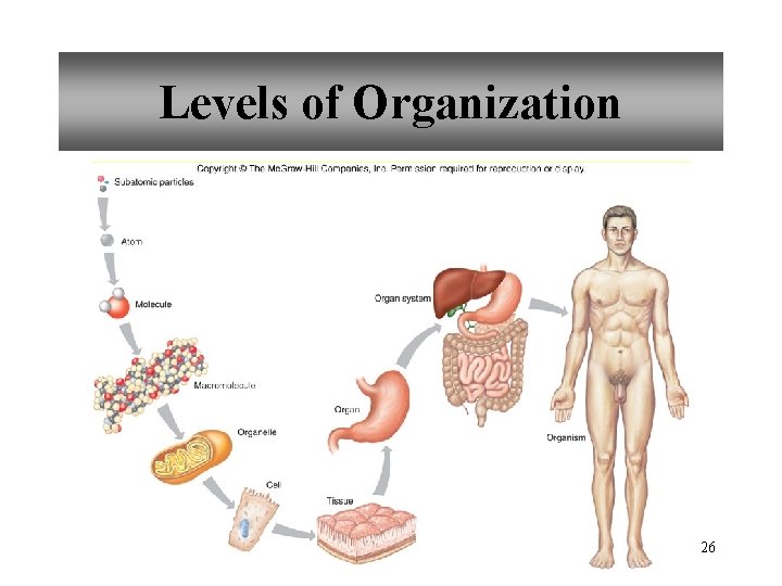 Levels of Organization 26 