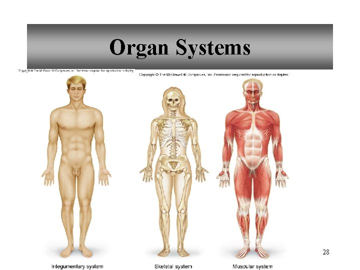 Organ Systems 28 