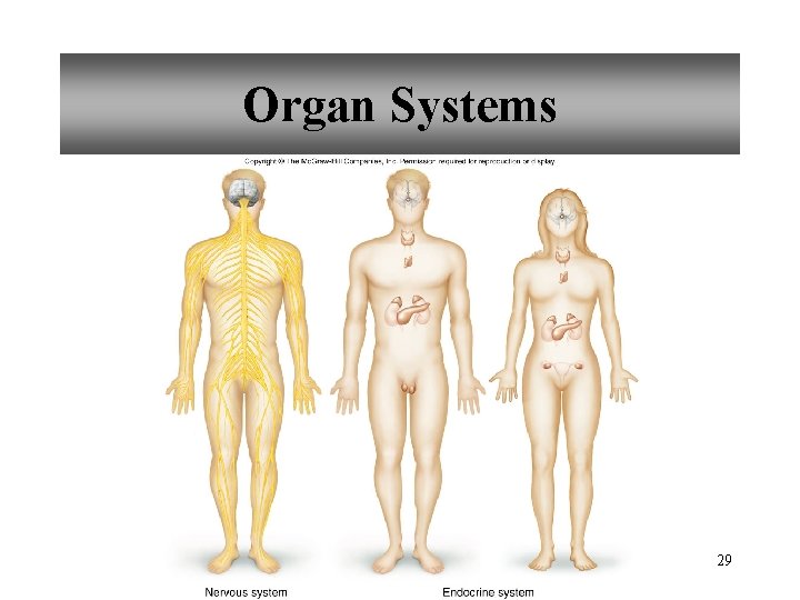 Organ Systems 29 