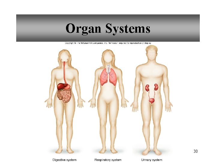 Organ Systems 30 