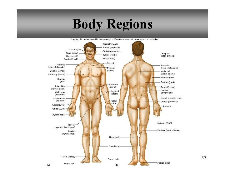 Body Regions 32 