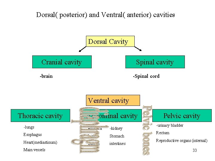 Dorsal( posterior) and Ventral( anterior) cavities Dorsal Cavity Cranial cavity Spinal cavity -brain -Spinal