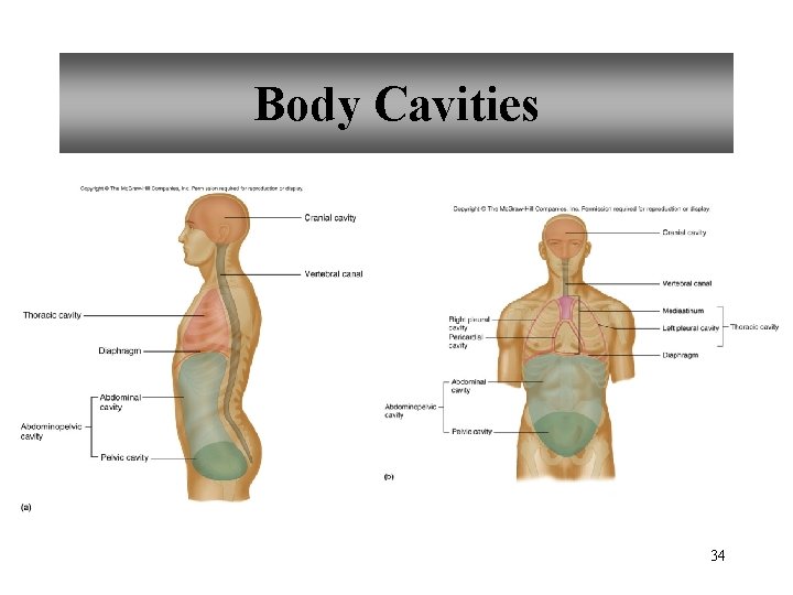 Body Cavities 34 