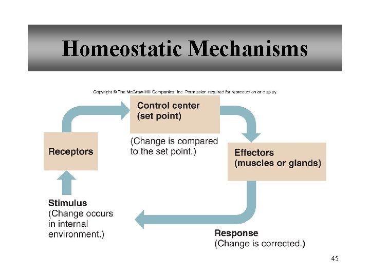 Homeostatic Mechanisms 45 