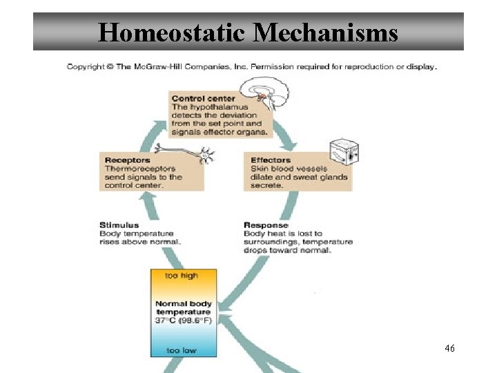 Homeostatic Mechanisms 46 