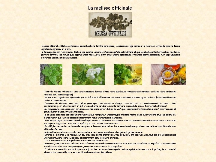La mélisse officinale Melissa officinalis (Mélisse officinale) appartient à la famille Lamiaceae, les plantes La mélisse officinale Melissa officinalis (Mélisse officinale) appartient à la famille Lamiaceae, les plantes
