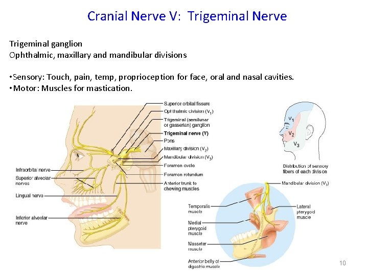 Cranial Nerve V: Trigeminal Nerve Trigeminal ganglion Ophthalmic, maxillary and mandibular divisions • Sensory: