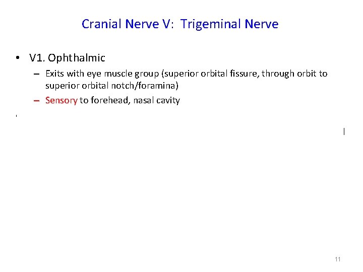 Cranial Nerve V: Trigeminal Nerve • V 1. Ophthalmic – Exits with eye muscle