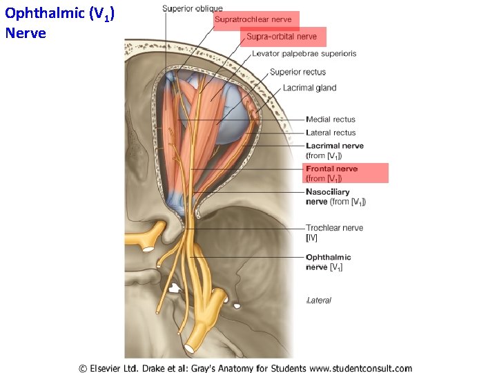 Ophthalmic (V 1) Nerve 