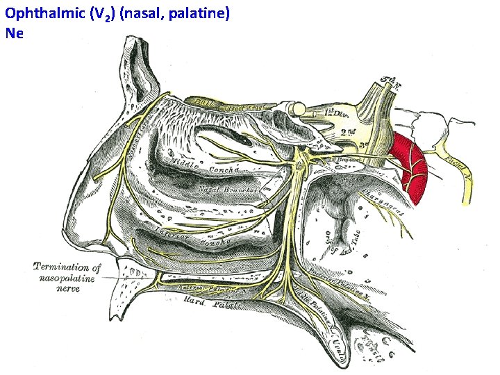 Ophthalmic (V 2) (nasal, palatine) Nerve 