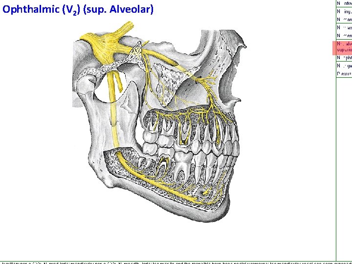 Ophthalmic (V 2) (sup. Alveolar) 