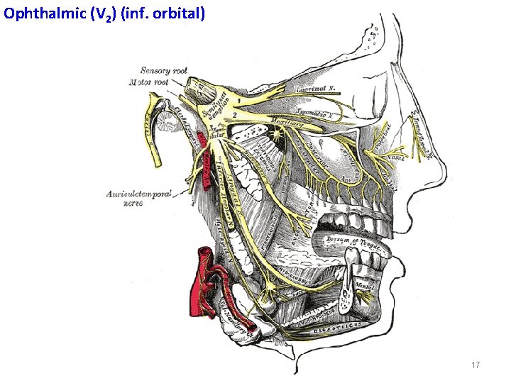 Ophthalmic (V 2) (inf. orbital) 17 