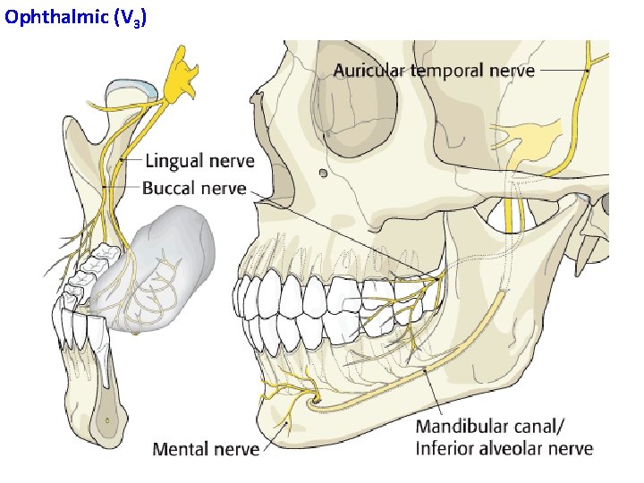 Ophthalmic (V 3) 18 