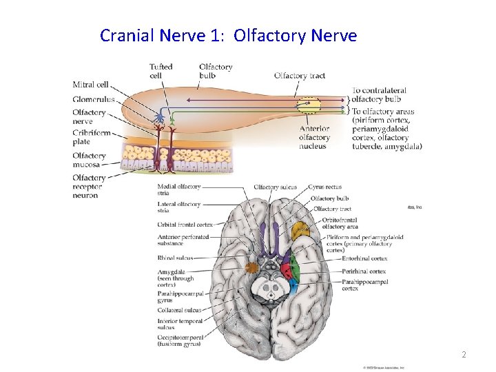 Cranial Nerve 1: Olfactory Nerve 2 