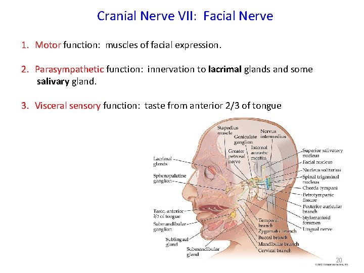 Cranial Nerve VII: Facial Nerve 1. Motor function: muscles of facial expression. 2. Parasympathetic