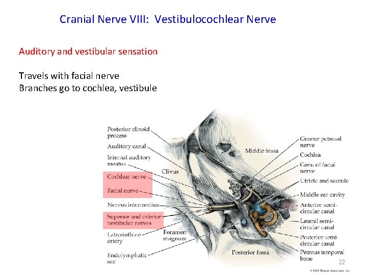 Cranial Nerve VIII: Vestibulocochlear Nerve Auditory and vestibular sensation Travels with facial nerve Branches