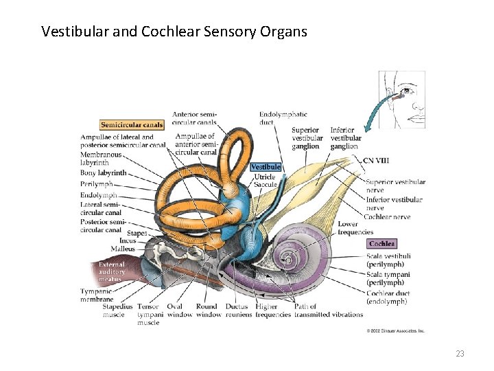 Vestibular and Cochlear Sensory Organs 23 