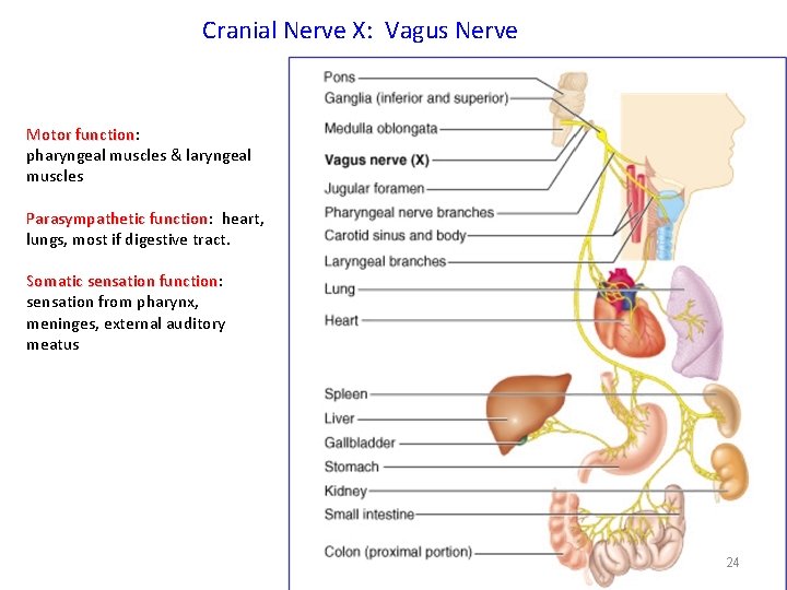 Cranial Nerve X: Vagus Nerve Motor function: function pharyngeal muscles & laryngeal muscles Parasympathetic