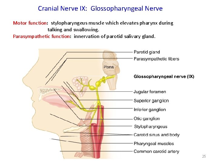 Cranial Nerve IX: Glossopharyngeal Nerve Motor function: function stylopharyngeus muscle which elevates pharynx during