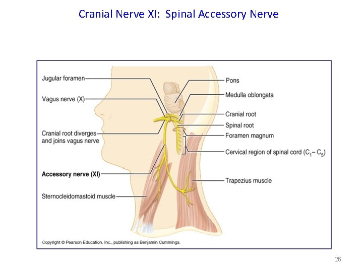 Cranial Nerve XI: Spinal Accessory Nerve 26 